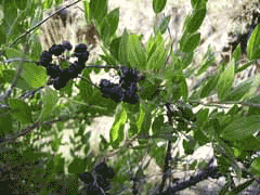Mealy Ağacı