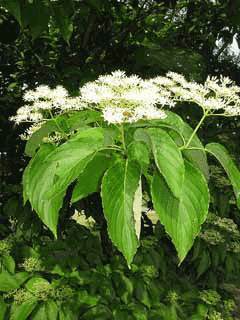 Macrophylla Kızılcık