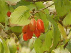 Çin Kızılcığı