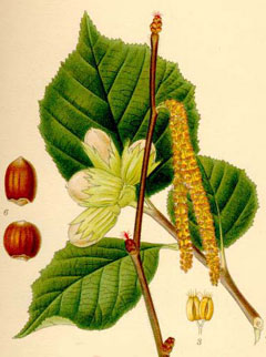 Fındık