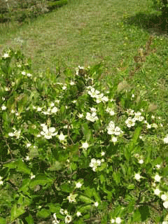 Cuneata Alıç