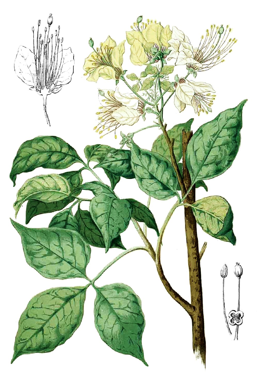 Crateva (Kaparigil)