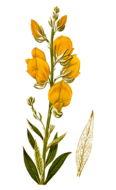 Sunhemp