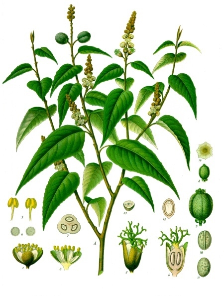 Cascarilla