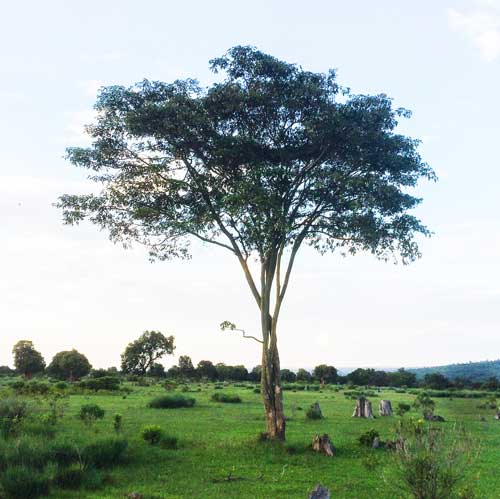 Croton (Sütleğengil)