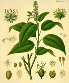 Purging Croton