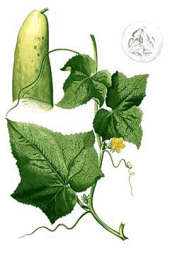 Hıyar (Salatalık)