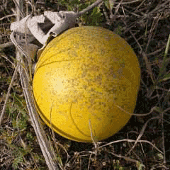 Foetidissima Kabak