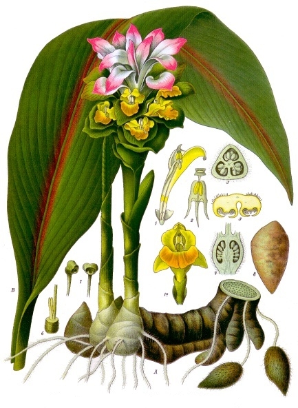 Zedoaria Zerdeçal