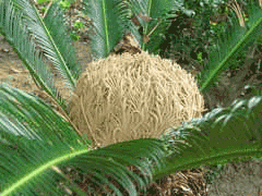 Sago Cycas