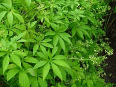 Achocha