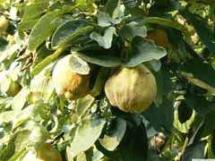 Ayva