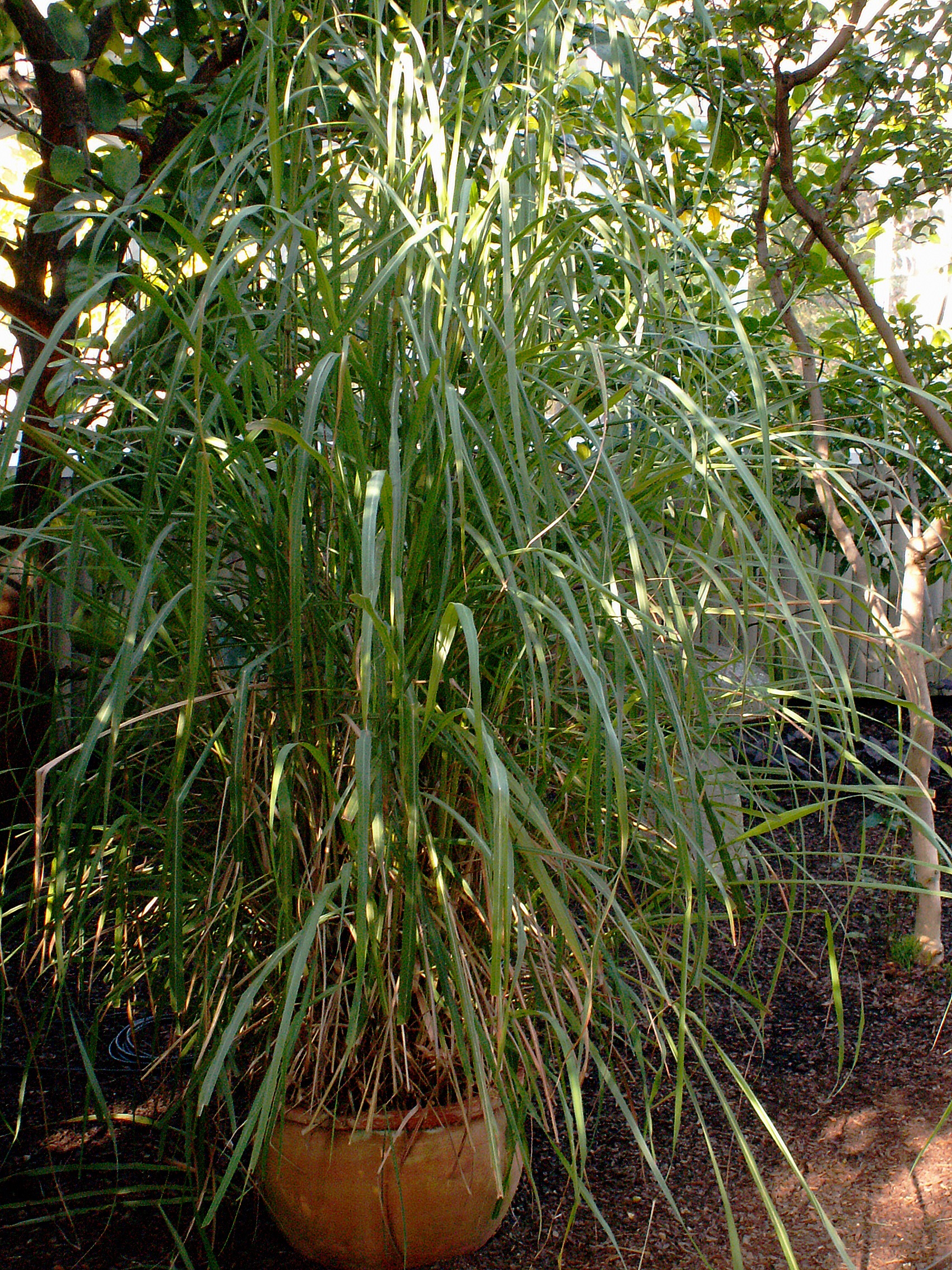 East Hint Lemongrass