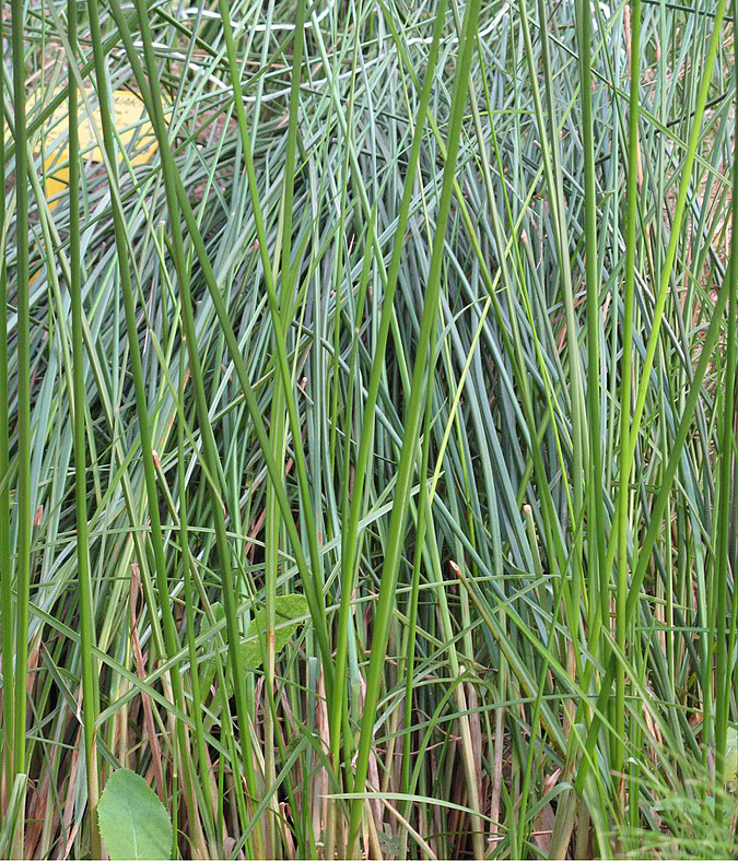 Cyperus