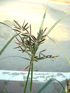 Topalak