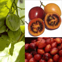 Tamarillo
