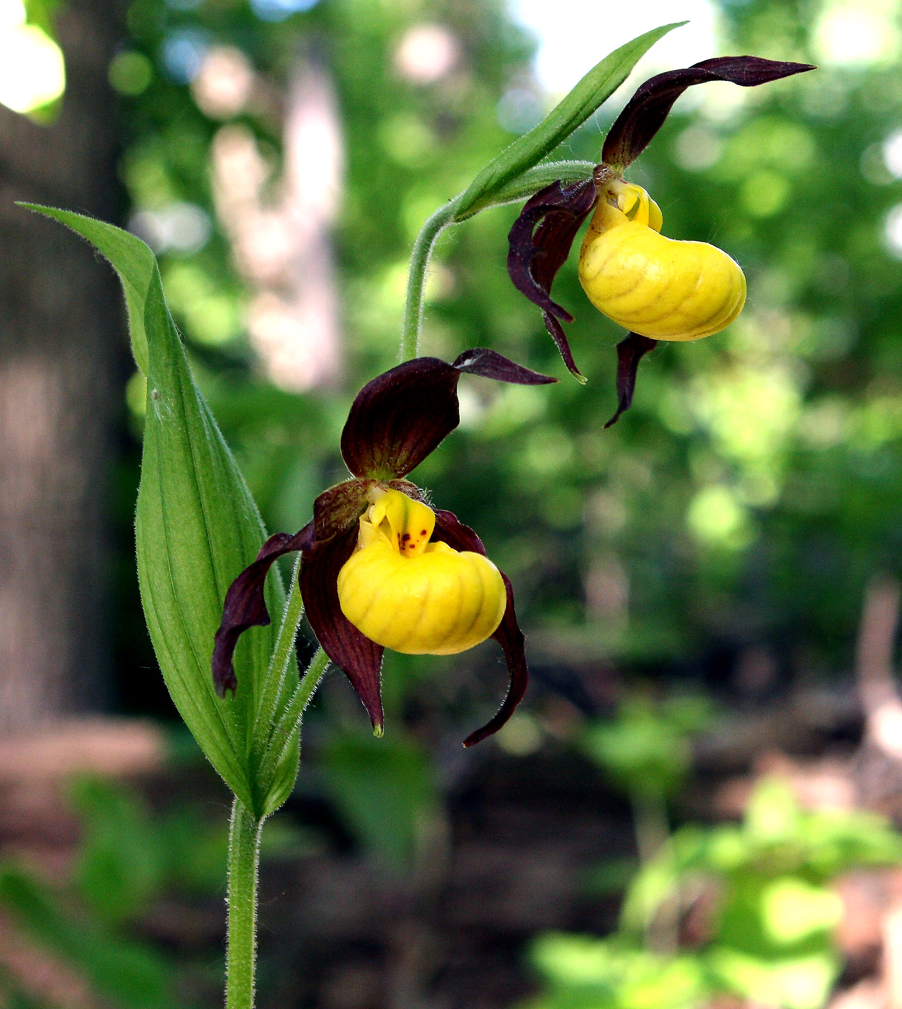Ladyslipper