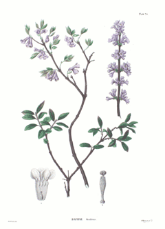 Yuan Hua