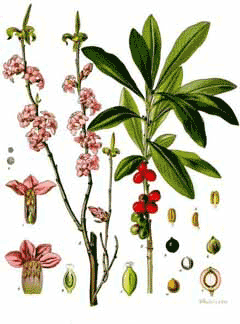 Spurge Laurel