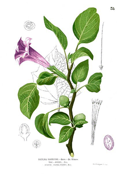 Boru Çiçeği