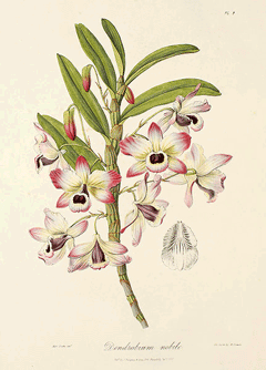Noble Dendrobium