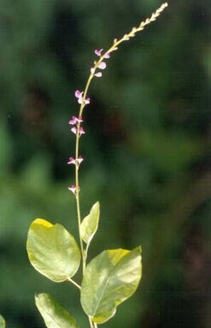 Desmodium (Baklagil)