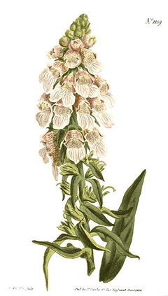 Grecian Foxglove