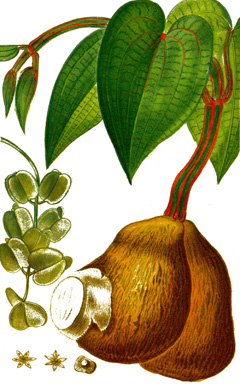 Yam (Hint Patatesi)