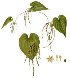 Bulbifera Yam