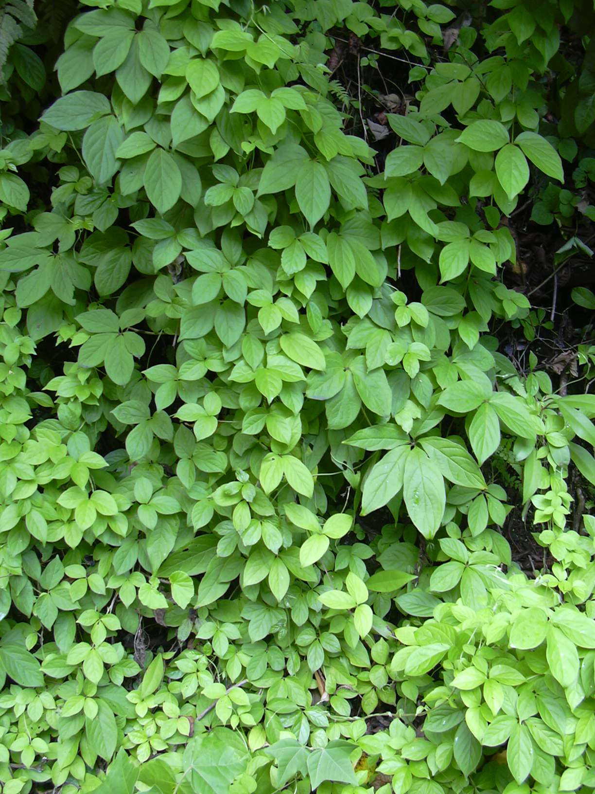 Pentaphylla Yam