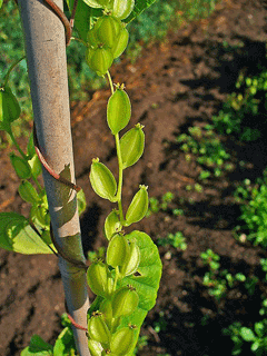 Yabani Yam
