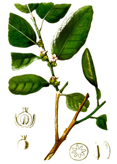 Ebenum Hurma