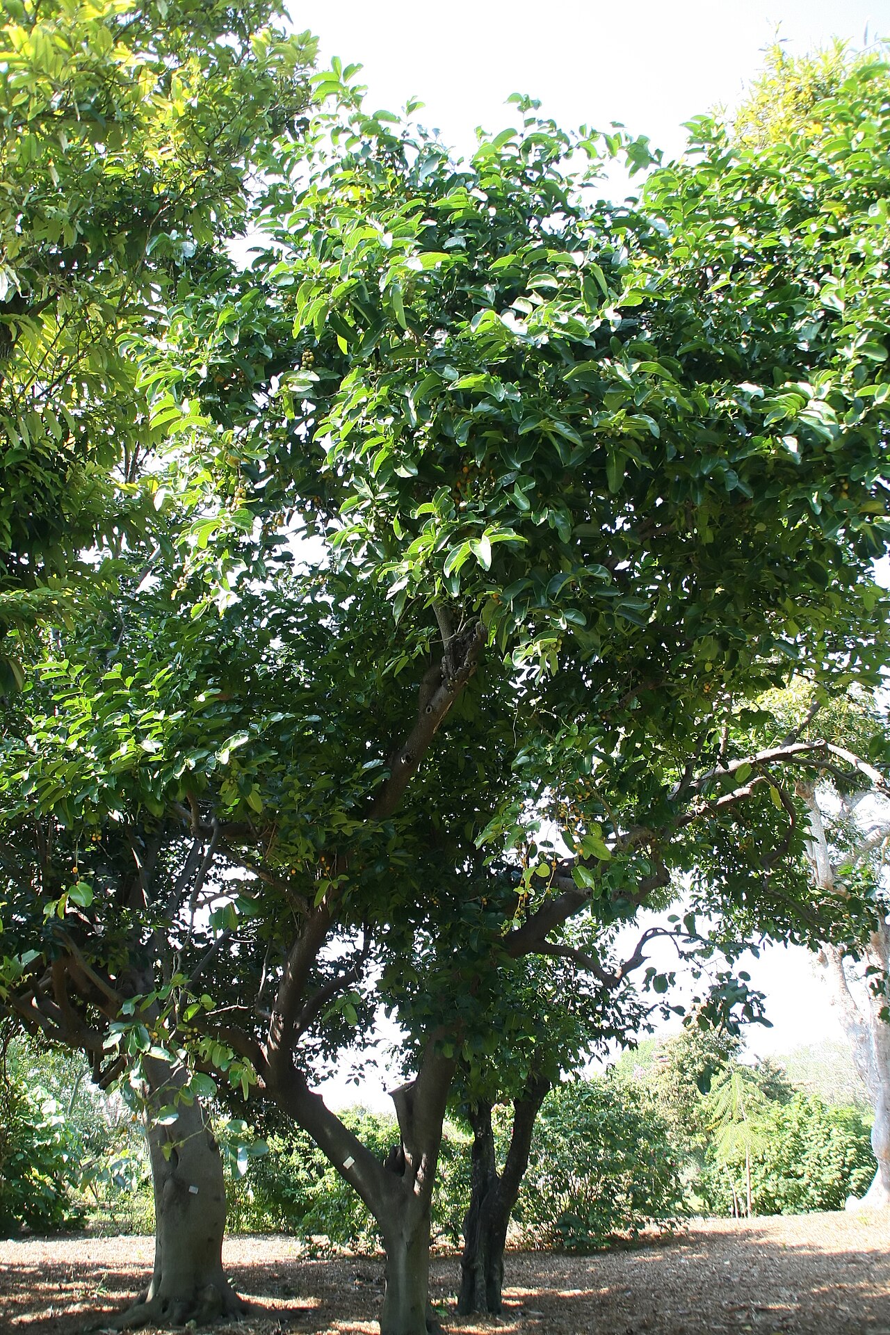 Maritima Hurma