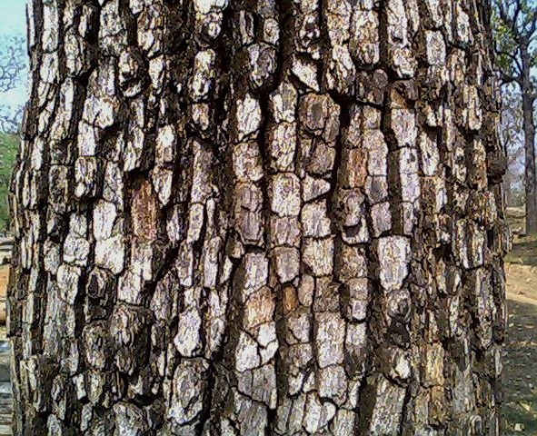 Melanoxylon Hurma