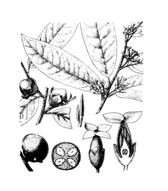 Mespiliformis Hurma