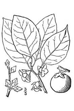 Virginiana Hurma