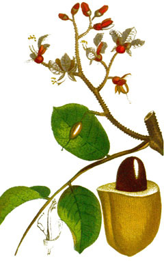 Tonka Fasulyesi