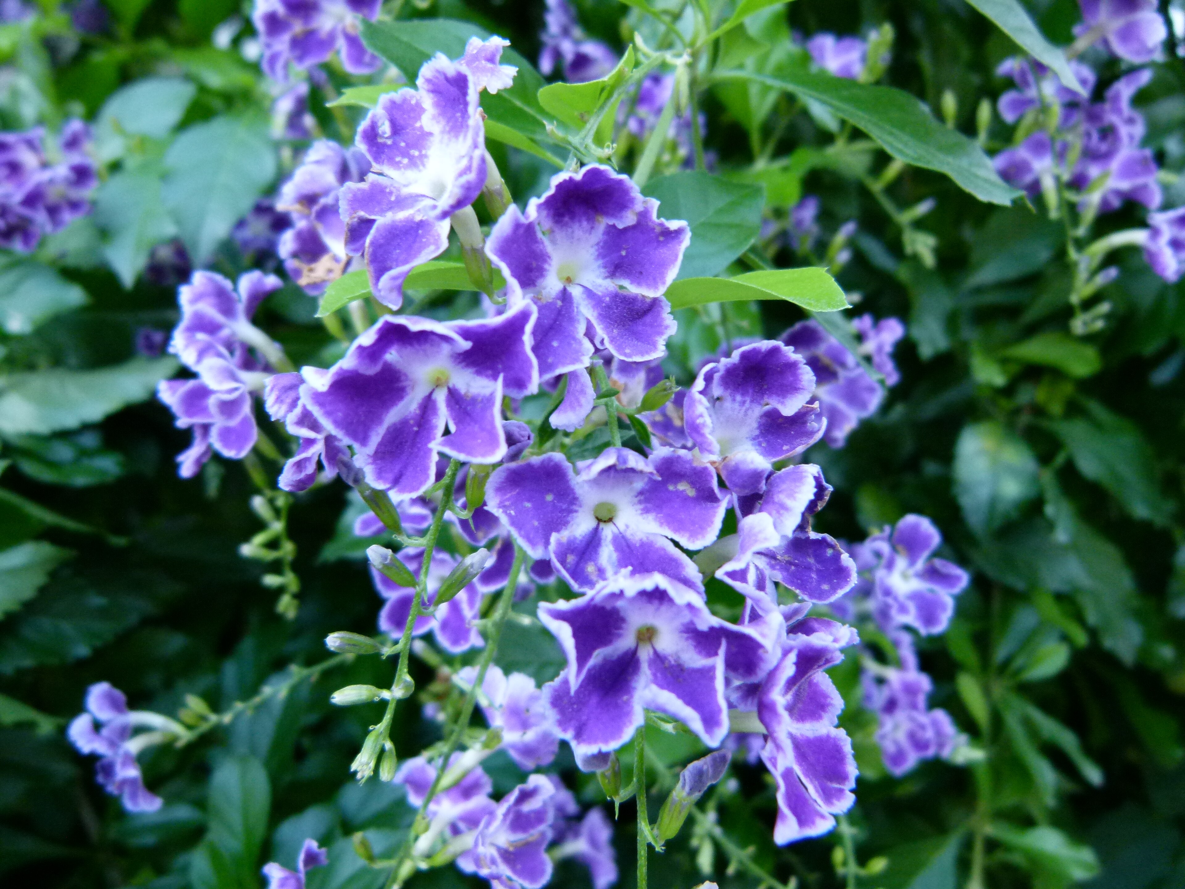 Altın Dewdrop