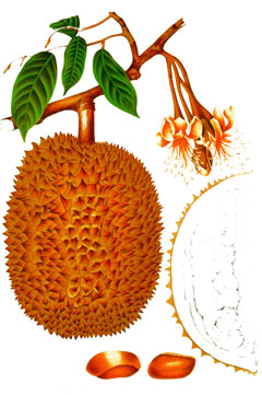 Durian