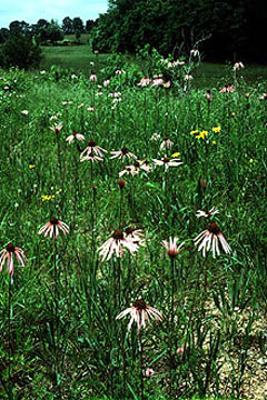Pallida Ekinezya