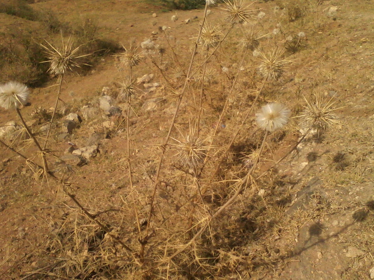 Echinops (Papatyagil)