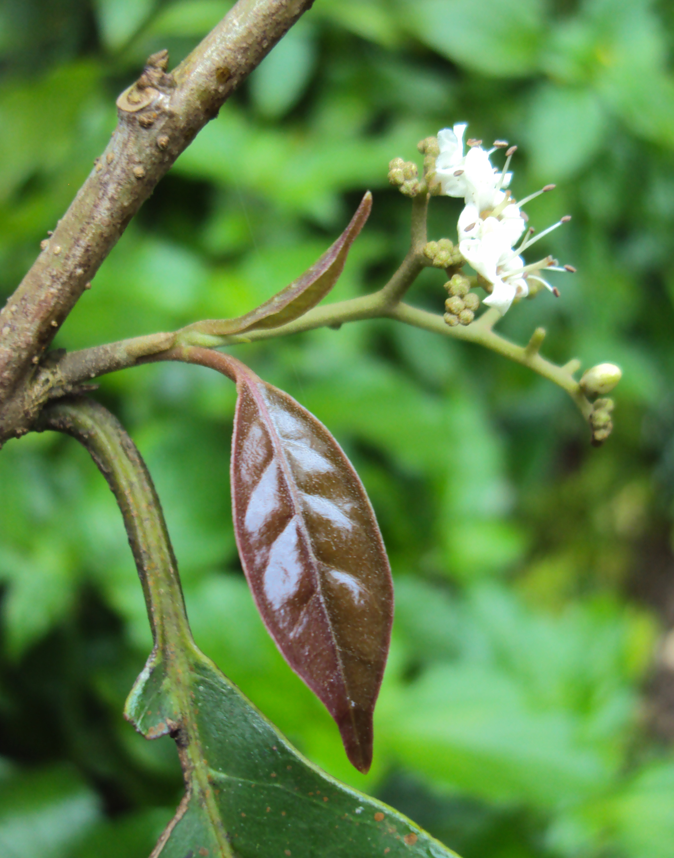 Ehretia (Hodangil)