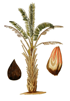 Afrika Oil Palmiyesi