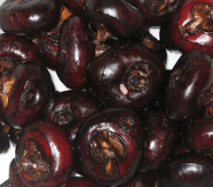 Su chestnut