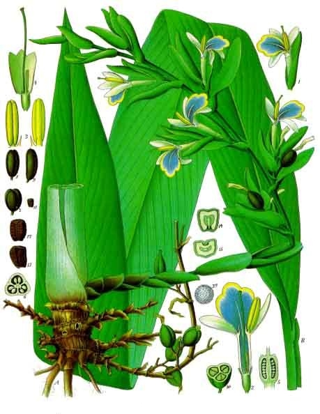 Kakule