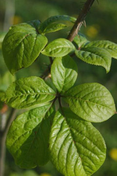 Sibirya Ginsengi