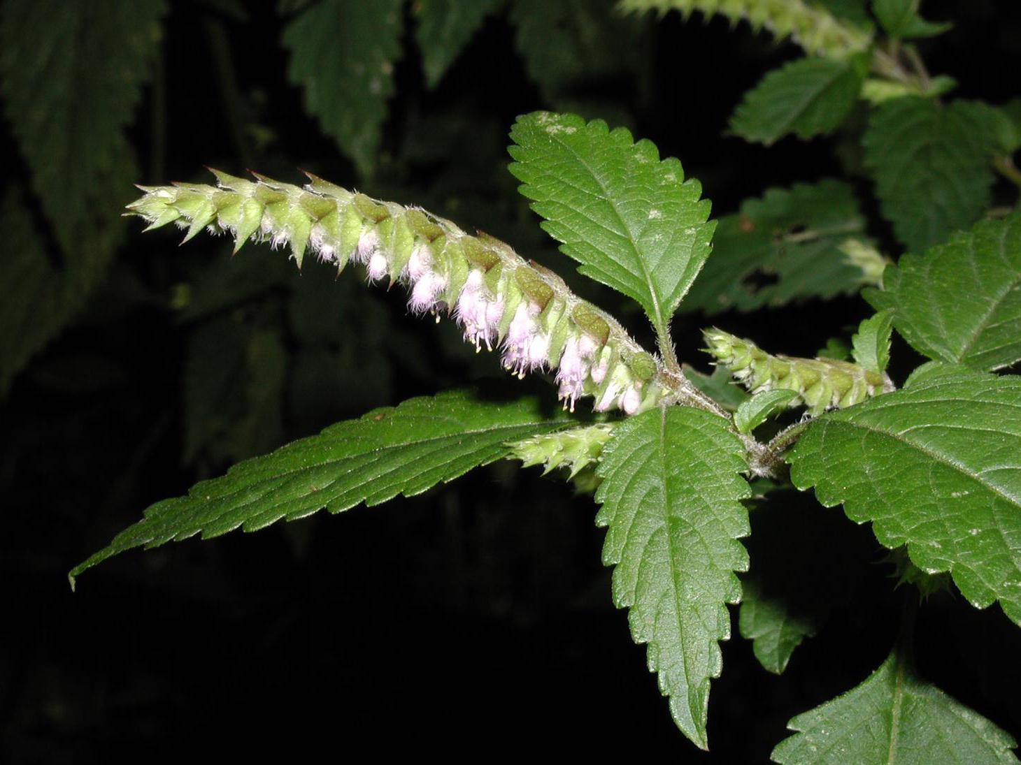 Furan Chemotype