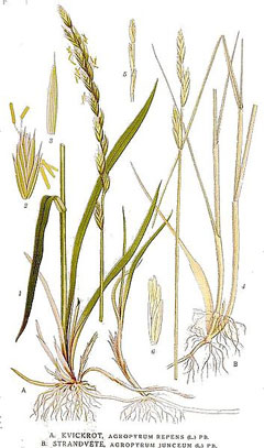 Couchgrass