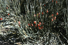 Gerardiana Efedra