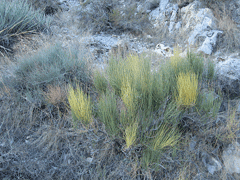 Nevadensis Efedra